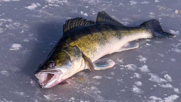 Walleye caught while ice fishing.