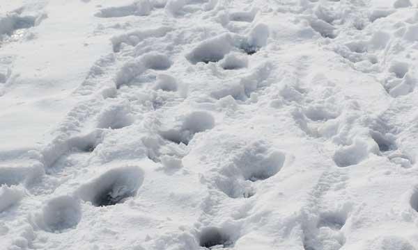 Ice Cleats leaving footprints on snow covered sidewalk.